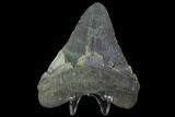 Bargain, Fossil Megalodon Tooth - North Carolina #91666-1